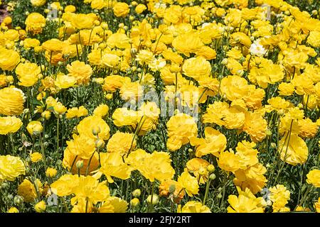 Campi di fiori di giardino giallo coltivato buttercups. Israele Foto Stock