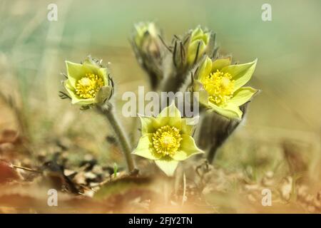Il bel delicato pasqueflower giallo (Pulsatilla vernalis) fiorì in primavera. Primi fiori di primavera. Foto Stock