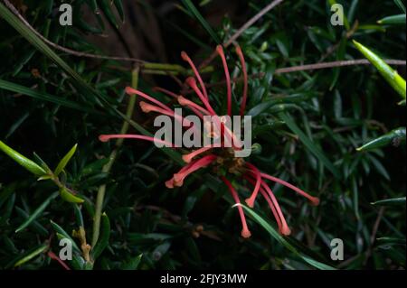 Un primo piano di un Rosemary Grevillea (Grevillea Rosmarinifolia) fiore nel mio giardino a Glen Waverley, Victoria, Australia. Foto Stock