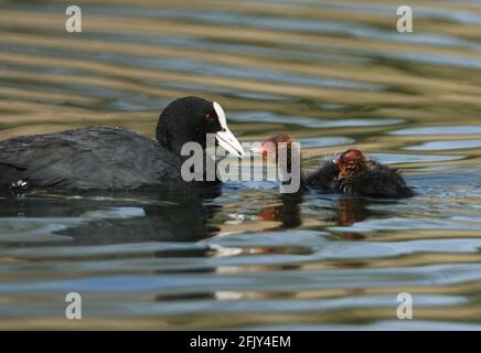 Un Coot, Fulica atra, nutrendo i suoi pulcini carini nuotare su un lago in primavera. Foto Stock