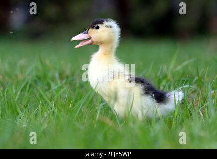 Carino anatre soffici all'aperto. L'uccello giallo dell'anatra del bambino sull'erba verde della molla scopre la vita. Agricoltura biologica, diritti degli animali Foto Stock