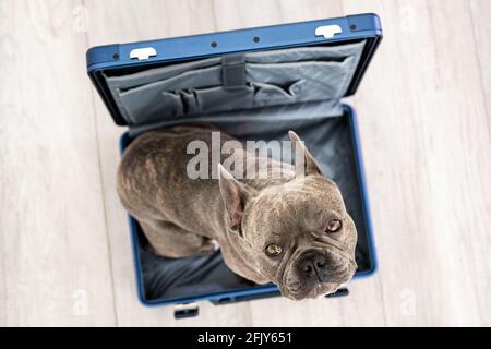 Viaggiare con un cane - bulldog francese seduto in un valigia Foto Stock