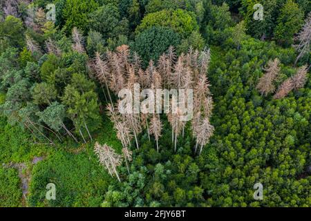 Forest dieback - conifere muoiono a causa della siccità e del clima cambia Foto Stock