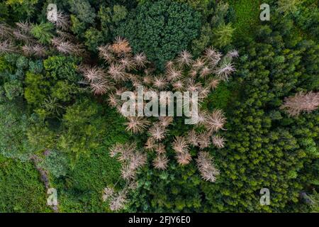 Forest dieback - conifere muoiono a causa della siccità e del clima cambia Foto Stock