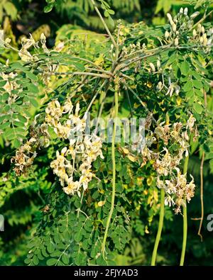 Moringa oleifera è un albero resistente alla siccità della famiglia Moringaceae, originario del subcontinente indiano. I nomi comuni includono moringa, drumstick tre Foto Stock