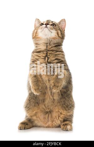 Gattino sulle gambe posteriori guardando in su Foto Stock