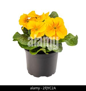 Primula o primula vulgaris in vaso di fiori isolato su sfondo bianco Foto Stock