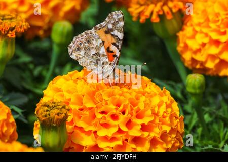 Bella farfalla piana dipinta signora (Vanessa Cardui) raccolta polline su fiore arancione, copia spazio. Foto Stock