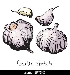 Illustrazione dello schizzo dell'aglio Vector Set di aglio disegnato a mano. Illustrazione Vettoriale