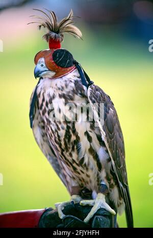 Italia, Lombardia, Ritralma storica, Falcon con con cappuccio sopra la testa Foto Stock