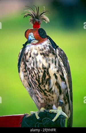 Italia, Lombardia, Ritralma storica, Falcon con con cappuccio sopra la testa Foto Stock