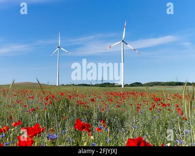 Turbine eoliche moderne, campo di fiori di papavero in autunno. Fiori di papavero rosso e fiori di mais blu in piena fioritura. Energia verde alternativa, ecocompatibile Foto Stock