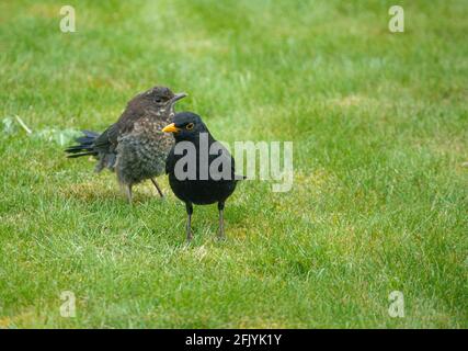giovani e vecchi di una famiglia di uccelli neri (turdus merula) prendere cibo in giardino Foto Stock