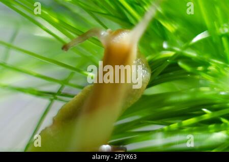 Macrofotografia dell'uva di lumaca su una lama di erba che si arrampica. Lumaca su gambo verde. Bella lumaca solitaria su un gambo verde di e sull'erba. Foto Stock