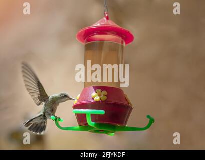 Closeup di una bella alimentazione di colibrì su un alimentatore Foto Stock