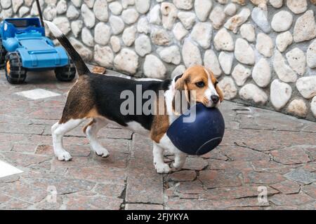 Giochi da giocare con cuccioli di beagle. Come intrattenere cucciolo e Beagle adulto al chiuso, modi divertenti per esercitare Beagle. Simpatico cucciolo che gioca con la ciotola Foto Stock