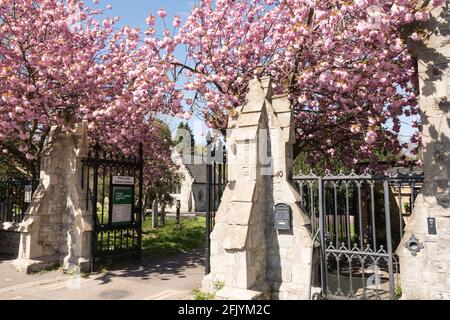 Un ingresso coperto di fiori di ciliegio al Putney Lower Common Cemetery, Lower Common, Lower Richmond Road, London, SW15, Inghilterra, Regno Unito Foto Stock