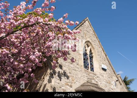 Un albergo coperto di fiori di ciliegio a Putney Lower Common Cemetery, Lower Common, Lower Richmond Road, London, SW15, Inghilterra, Regno Unito Foto Stock