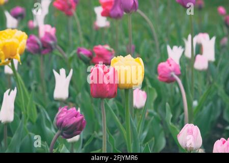 Tulipani che fioriscono con petali colorati che segnalano la primavera è venuto. Sfondo primaverile della natura per il giorno delle donne. Primo piano. Immagine a toni. Foto Stock