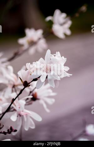 Immagine verticale di fiori bianchi in fiore Magnolia in primavera il giardino Foto Stock