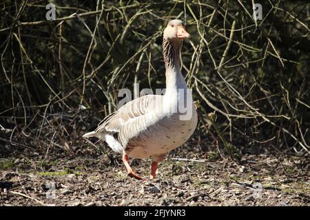 Diverse specie di uccelli che sono stati fotografati da me in natura. Verschiedene Vogelarten die in der Natur von mir fotografiert wurden. Foto Stock