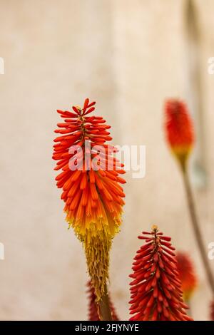 Red Hot Poker Fiori che crescono da una Chiesa nel Isola del Sud Nuova Zelanda Foto Stock