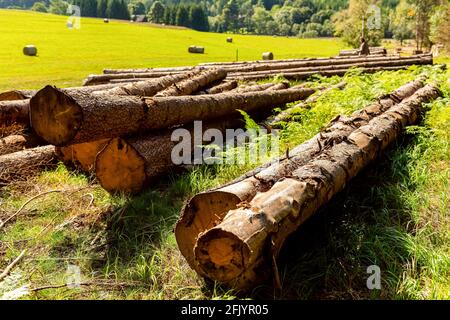 Tronchi di legno si trova sulla radura in foresta. Pila di tronchi di legno sul bordo della foresta. Settore del logging. Foto orizzontale Foto Stock