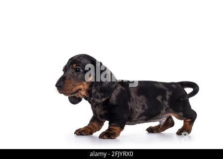 Carino dachshund aka teckel cucciolo, in piedi modi laterali che mostrano il profilo. Guardare curioso in macchina fotografica. Isolato su sfondo bianco. Foto Stock