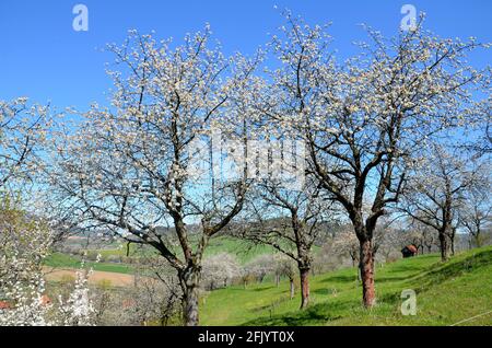 Paesaggio con alberi di fuoco in fiore su un prato a Witzenhausen Wendershausen, Germania Foto Stock