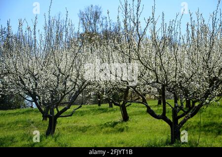 Paesaggio con alberi di fuoco in fiore su un prato a Witzenhausen Wendershausen, Germania Foto Stock