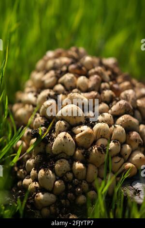 Primo piano di molti funghi freschi che crescono in erba verde primaverile. Foto Stock