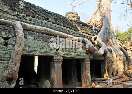 Albero rots che crescono in eccesso del complesso del tempio di Ta Prohm, Angkor, Cambogia Foto Stock