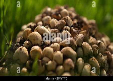 Primo piano di funghi freschi che crescono in erba verde primaverile. Foto Stock