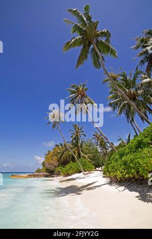 Palme da cocco e mangrovie sulla spiaggia a Bandos Island nelle Maldive. Le Maldive sono una popolare destinazione tropicale vacanza nell'Oceano Indiano. Foto Stock