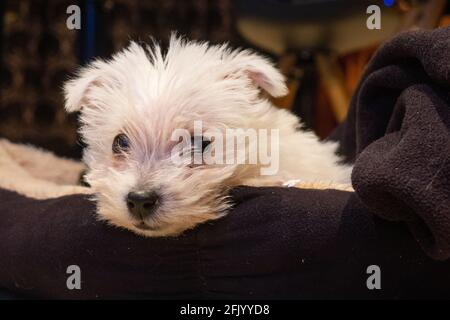 West Highland Terrier cucciolo Foto Stock