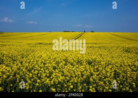 Campo di colza e cielo blu Foto Stock