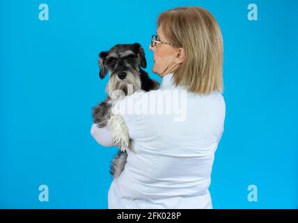 Donna anziana con carino schnauzer in miniatura tra le braccia. Isolato su sfondo blu Foto Stock