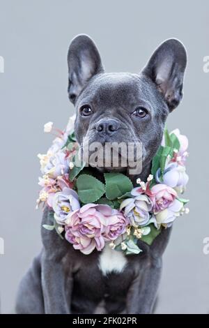 Bel cane Bulldog francese rivestito di blu con collare di fiori rosa davanti allo sfondo grigio Foto Stock