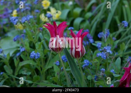 Bella primavera immagine di due tulipani variegati e blu dimenticare-me-nots Foto Stock