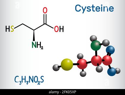 Cisteina (L-cisteina, Cys, C) molecola aminoacidica proteinogena. Formula chimica strutturale e modello molecolare Illustrazione Vettoriale