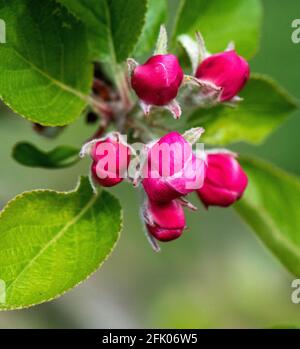 Macro primo piano di boccioli di fiori di mela profondità di campo poco profonda nel periodo di primavera inglese. Foto Stock