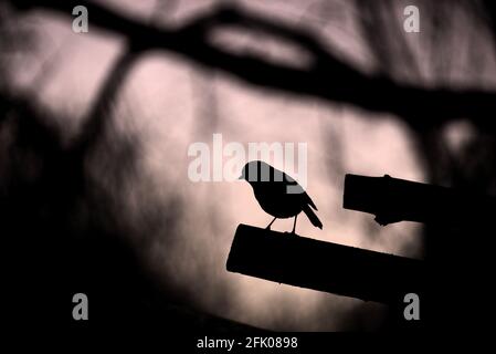 Silhouette di Robin Foto Stock