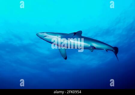 Vista di uno squalo seta (Carcharhinus falciformis) dal basso Foto Stock