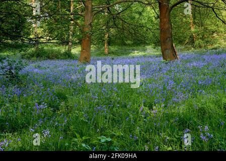 Bluebells ad Ashenbank Wood, Kent, Regno Unito Foto Stock