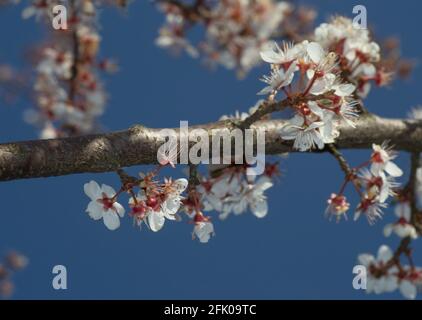 Alberi in fiore si dirama in primavera contro il cielo blu. Messa a fuoco selettiva. Foto Stock