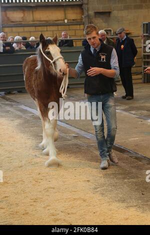 Kilmarnock Foal Show Society presso l'Ayr Cattle Market che festeggia il suo 50° anno. 21 Ott 2017 Robbie Morton con Strobie Zeus Foto Stock