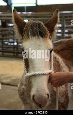 Kilmarnock Foal Show Society presso l'Ayr Cattle Market che festeggia il suo 50° anno. 21 Ott 2017 Foto Stock