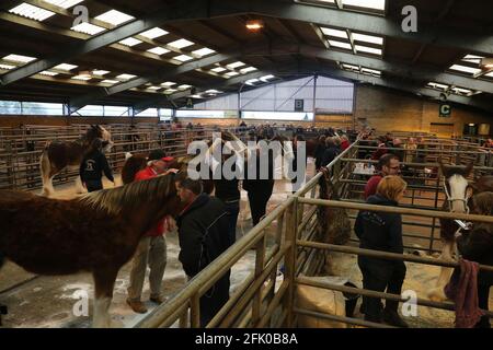 Kilmarnock Foal Show Society presso l'Ayr Cattle Market che festeggia il suo 50° anno. 21 Ott 2017 all'interno dell'anello dello spettacolo Foto Stock