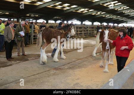 Kilmarnock Foal Show Society presso l'Ayr Cattle Market che festeggia il suo 50° anno. 21 Ott 2017 i giudici controllano i cavalli Foto Stock