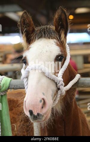 Kilmarnock Foal Show Society presso l'Ayr Cattle Market che festeggia il suo 50° anno. 21 Ott 2017 Ritratto Foto Stock